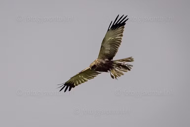 1R5_4468 Br Kiekendief