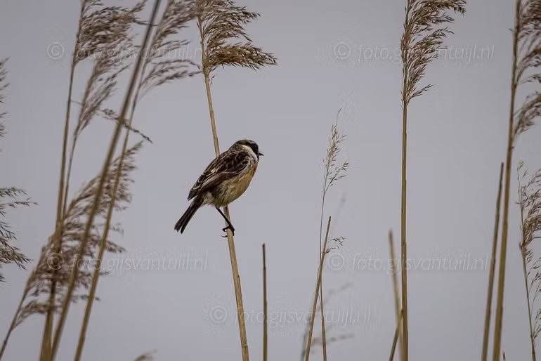 1R5_4586 Roodborsttapuit