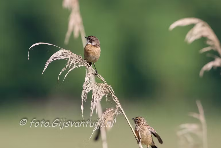 _MG_7667 roodborsttapuit
