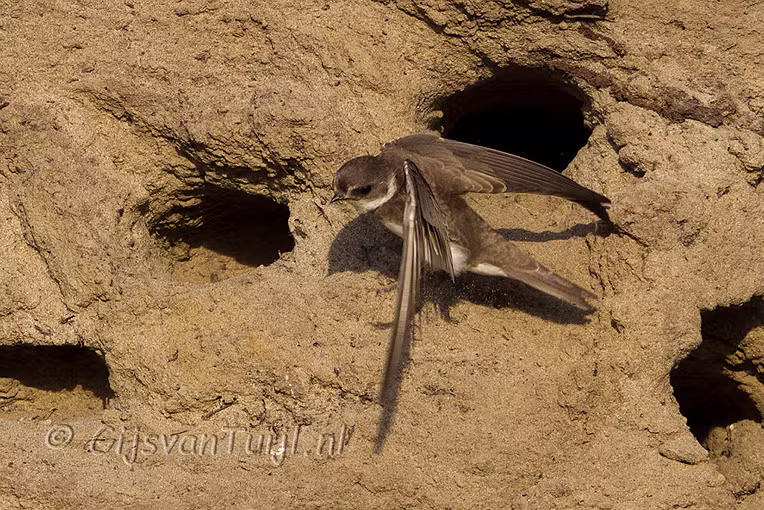 2011_06_01 Lo Oeverzwaluw bij de Waal oude Oven