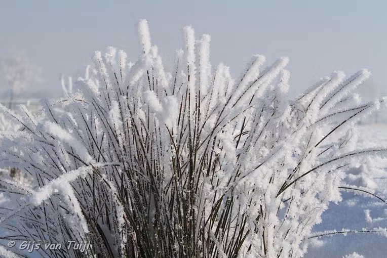 2012_02_05 Lo De natuur met sneeuw