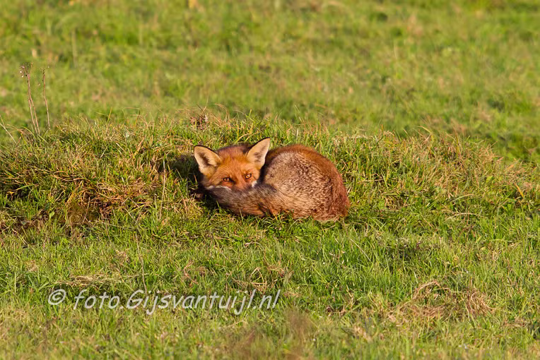 2015_10_31 Lo Oostvaardersplassen dagje