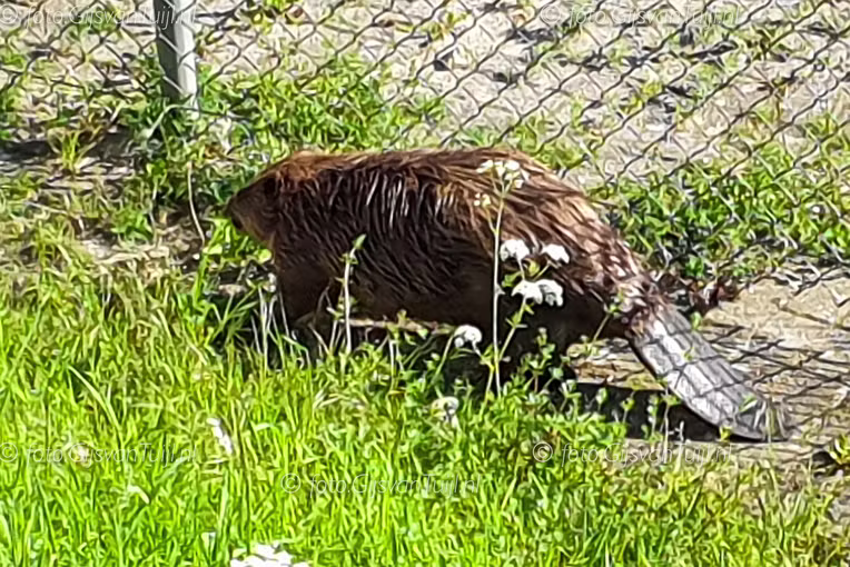 2019_05_12 Bever tijdens fietstocht met Tel