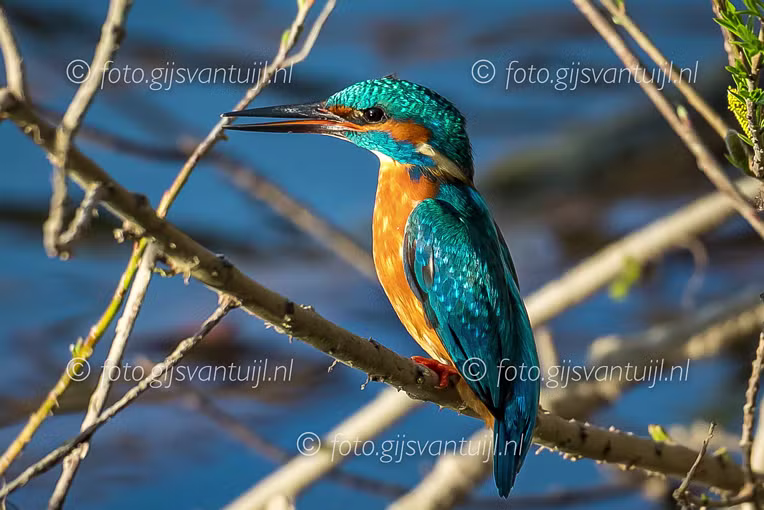 2020_04_17 IJvogel Uiterwaard Gameren