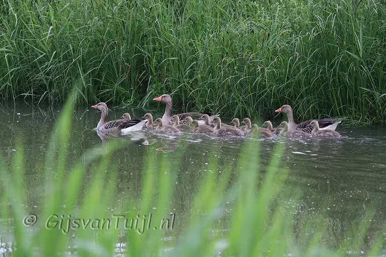 Lo Dieren Algemeen (Collage) 2007 - 2010